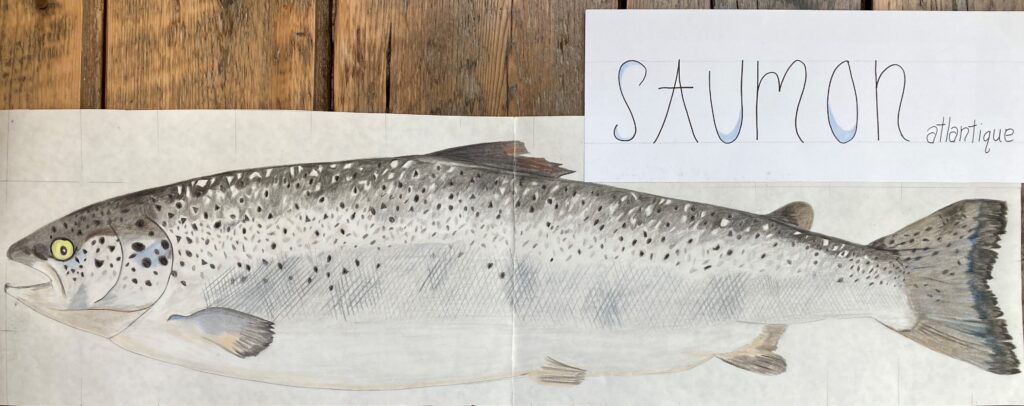Dessin du saumon atlantique réalisé par  l'autrice Nancy Montour.