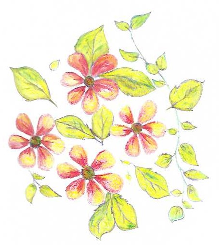 Fleurs dessinées par l'autrice Nancy Montour